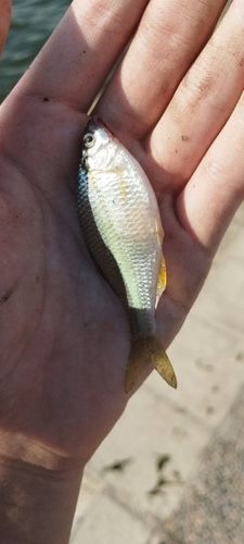 タナゴの釣果