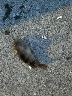 クロソイの釣果