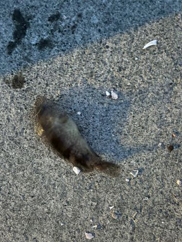 クロソイの釣果