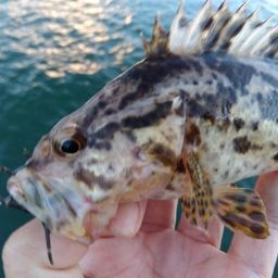 タケノコメバル