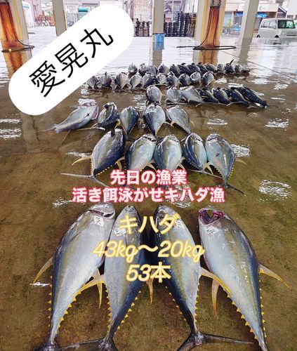 キハダマグロの釣果