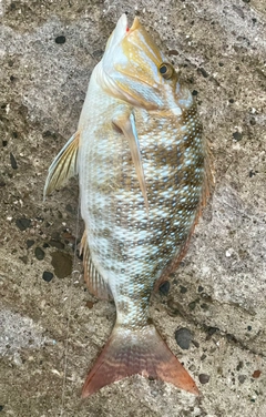 タマンの釣果