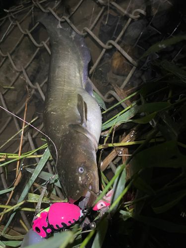 ナマズの釣果
