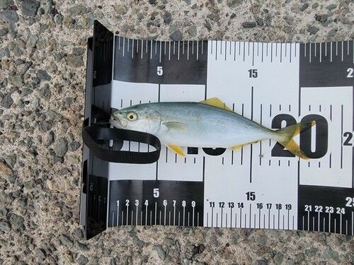 ヒラマサの釣果