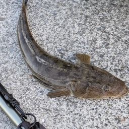 マゴチ