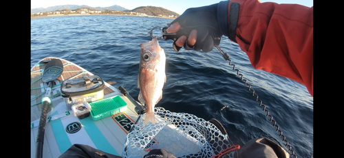 シロムツの釣果