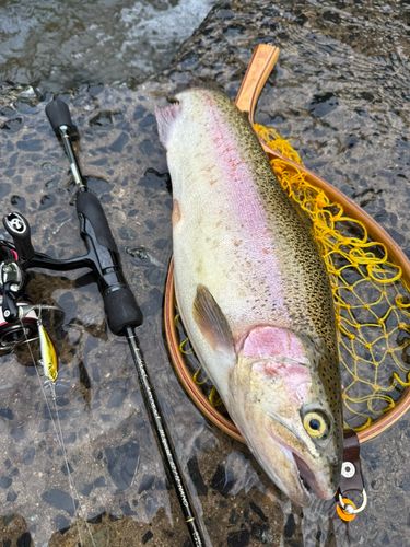 レインボートラウトの釣果