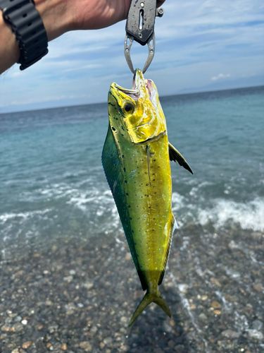 シイラの釣果