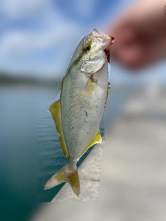 ショゴの釣果