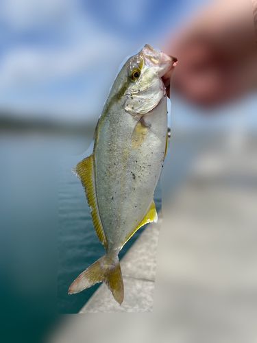 ショゴの釣果