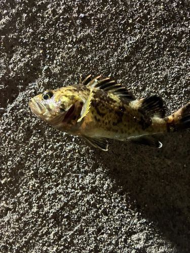 クロソイの釣果
