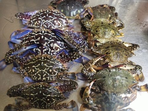 ワタリガニの釣果