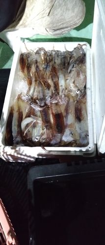 スルメイカの釣果