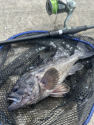 クロソイの釣果