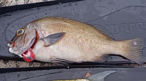 コショウダイの釣果
