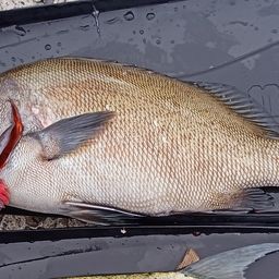 コショウダイ