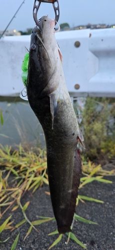 ニホンナマズの釣果