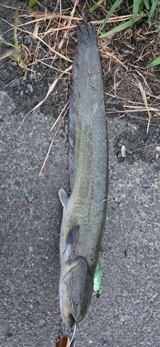 ニホンナマズの釣果