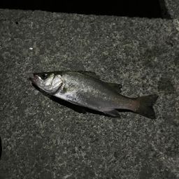 セイゴ（ヒラスズキ）