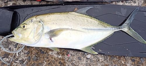 ロウニンアジの釣果