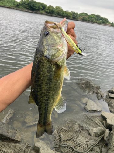 ラージマウスバスの釣果
