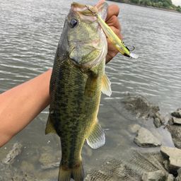 ラージマウスバス