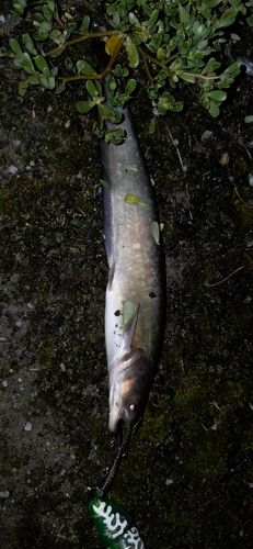 ニホンナマズの釣果