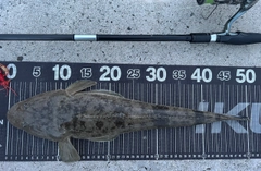 マゴチの釣果