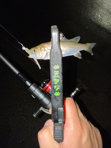 セイゴ（マルスズキ）の釣果