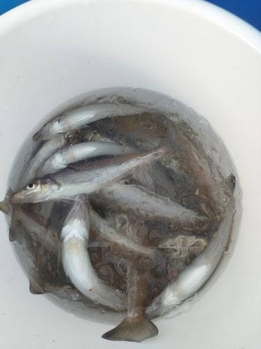 シロギスの釣果