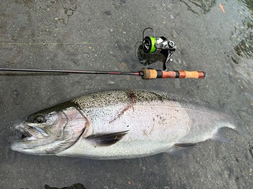 ニジマスの釣果