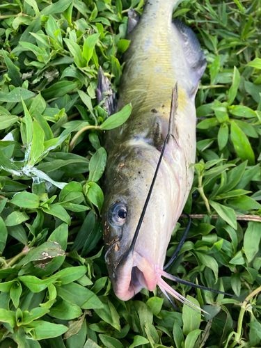 アメリカナマズの釣果