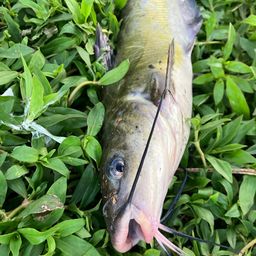 アメリカナマズ