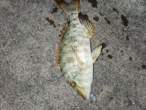 タマンの釣果