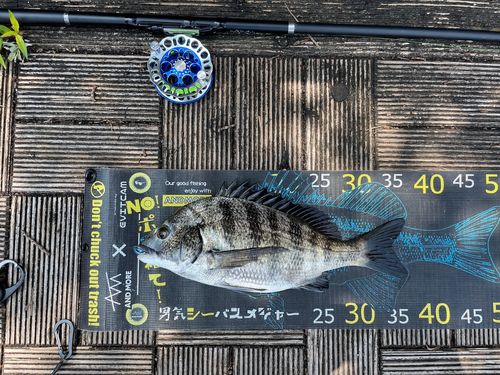 クロダイの釣果
