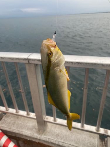 ショゴの釣果