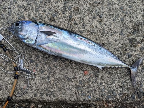 マルソウダの釣果