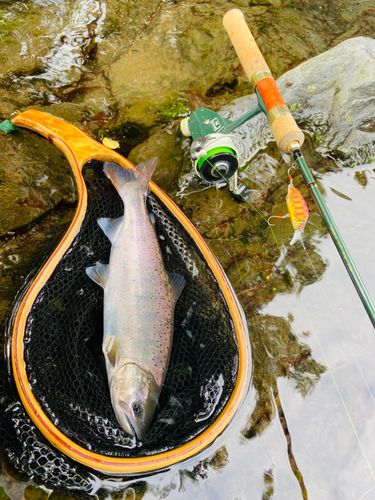 ヤマメの釣果