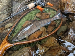 ヤマメの釣果
