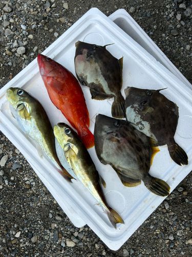 カワハギの釣果