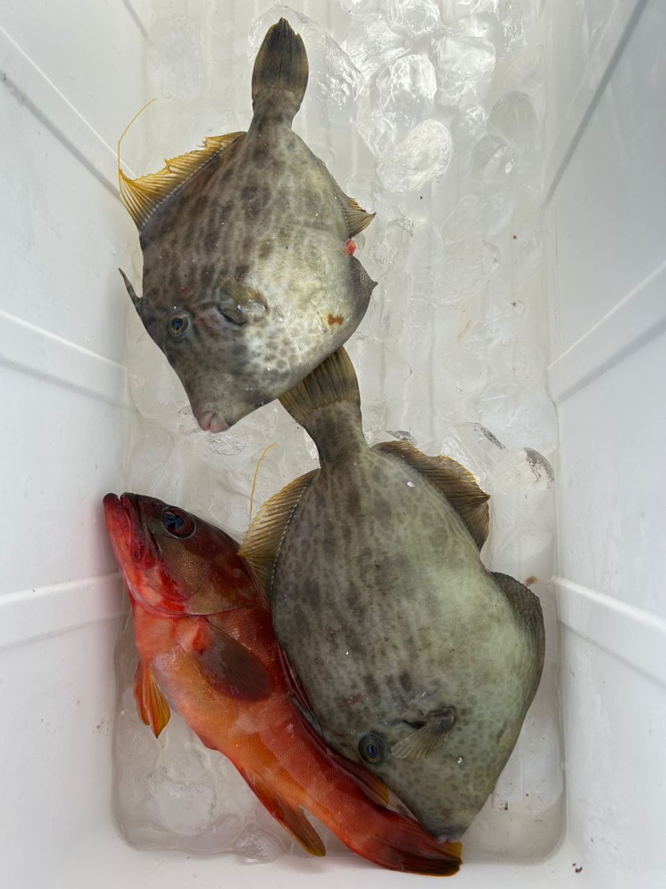 愛晃丸フィッシングさんの釣果 2枚目の画像