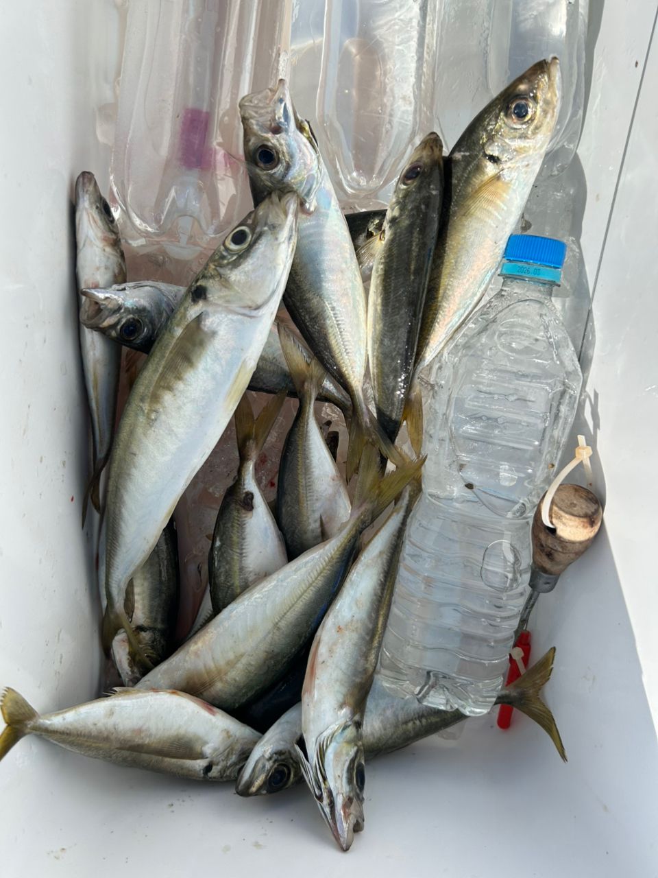 愛晃丸フィッシングさんの釣果 3枚目の画像