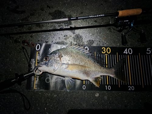 キビレの釣果