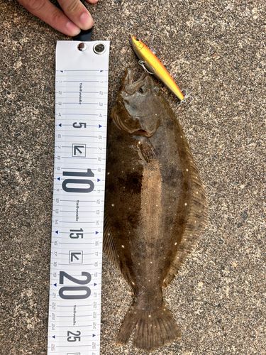 ソゲの釣果