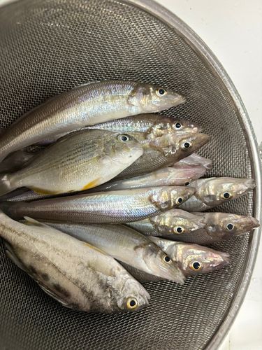 キスの釣果