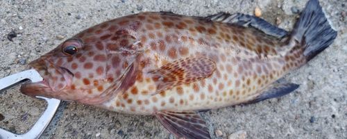 オオモンハタの釣果
