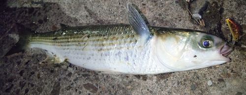 ボラの釣果