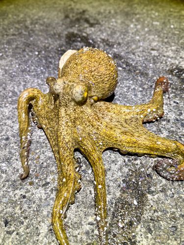 タコの釣果
