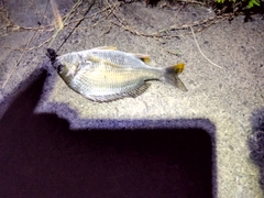 キビレの釣果