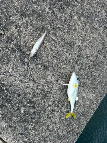 キスの釣果